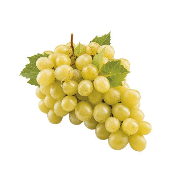 Üzüm